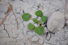 Mimophytum alienoides