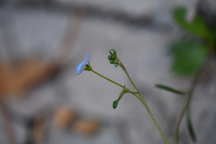 Mimophytum alienoides