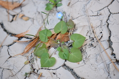 Mimophytum alienoides