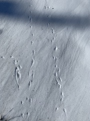 Eremophila alpestris