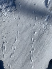 Eremophila alpestris
