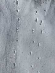 Eremophila alpestris