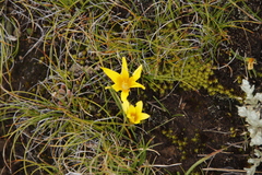 Romulea macowanii