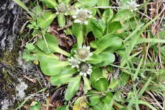Eryngium humile