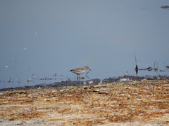 Calidris minutilla