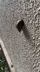 Lissachatina fulica