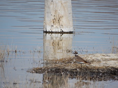 Charadrius vociferus
