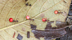 Acromyrmex coronatus