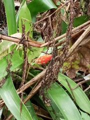 Guzmania berteroniana