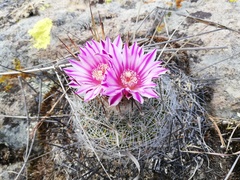 Echinofossulocactus ochoterenaus