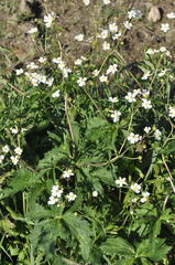Ranunculus aconitifolius