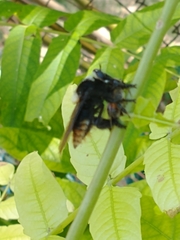 Mallophora