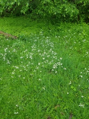 Cardamine bulbosa