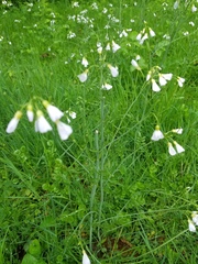 Cardamine bulbosa