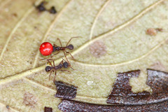 Acromyrmex coronatus