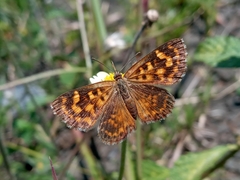 Aricoris hubrichi