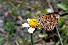Aricoris hubrichi