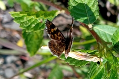 Aricoris hubrichi