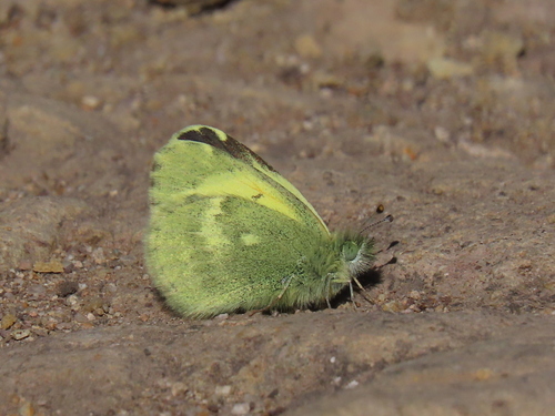 Dainty Sulphur, Manaure, Cesar, Colombia, photo 8 of 10