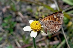 Aricoris hubrichi