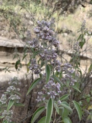 Hyptis oblongifolia