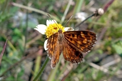 Aricoris hubrichi