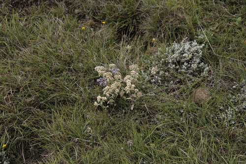 Image of Helichrysum spiralepis by (c) Tony Rebelo, some rights reserved (CC BY-SA)