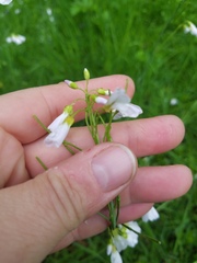 Cardamine bulbosa