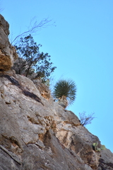 Yucca rostrata