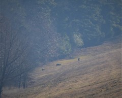 Odocoileus virginianus texanus