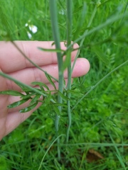 Cardamine bulbosa
