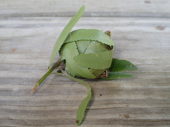 Herpetogramma theseusalis