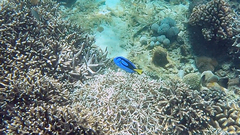 Paracanthurus hepatus