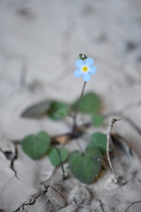 Mimophytum alienoides