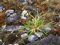Deschampsia antarctica