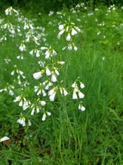 Cardamine bulbosa