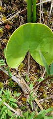 Utricularia reniformis