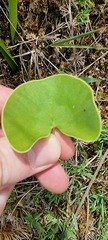 Utricularia reniformis