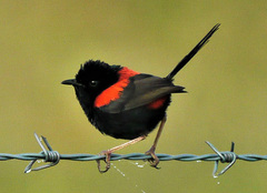 Red-Backed Fairywren photo 2