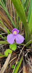 Utricularia reniformis