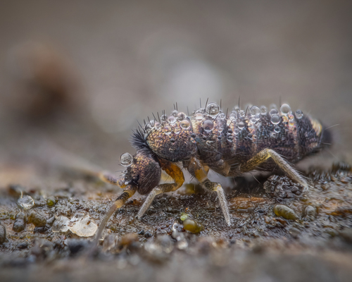 Superfamília Tomoceroidea · BioDiversity4All