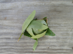 Herpetogramma theseusalis
