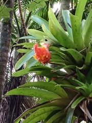 Guzmania berteroniana