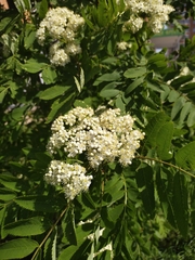 Sorbus aucuparia