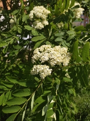 Sorbus aucuparia