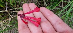 Rhabdocaulon