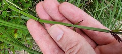 Rhabdocaulon