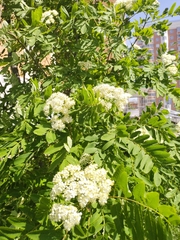 Sorbus aucuparia
