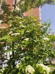 Sorbus aucuparia