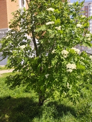 Sorbus aucuparia